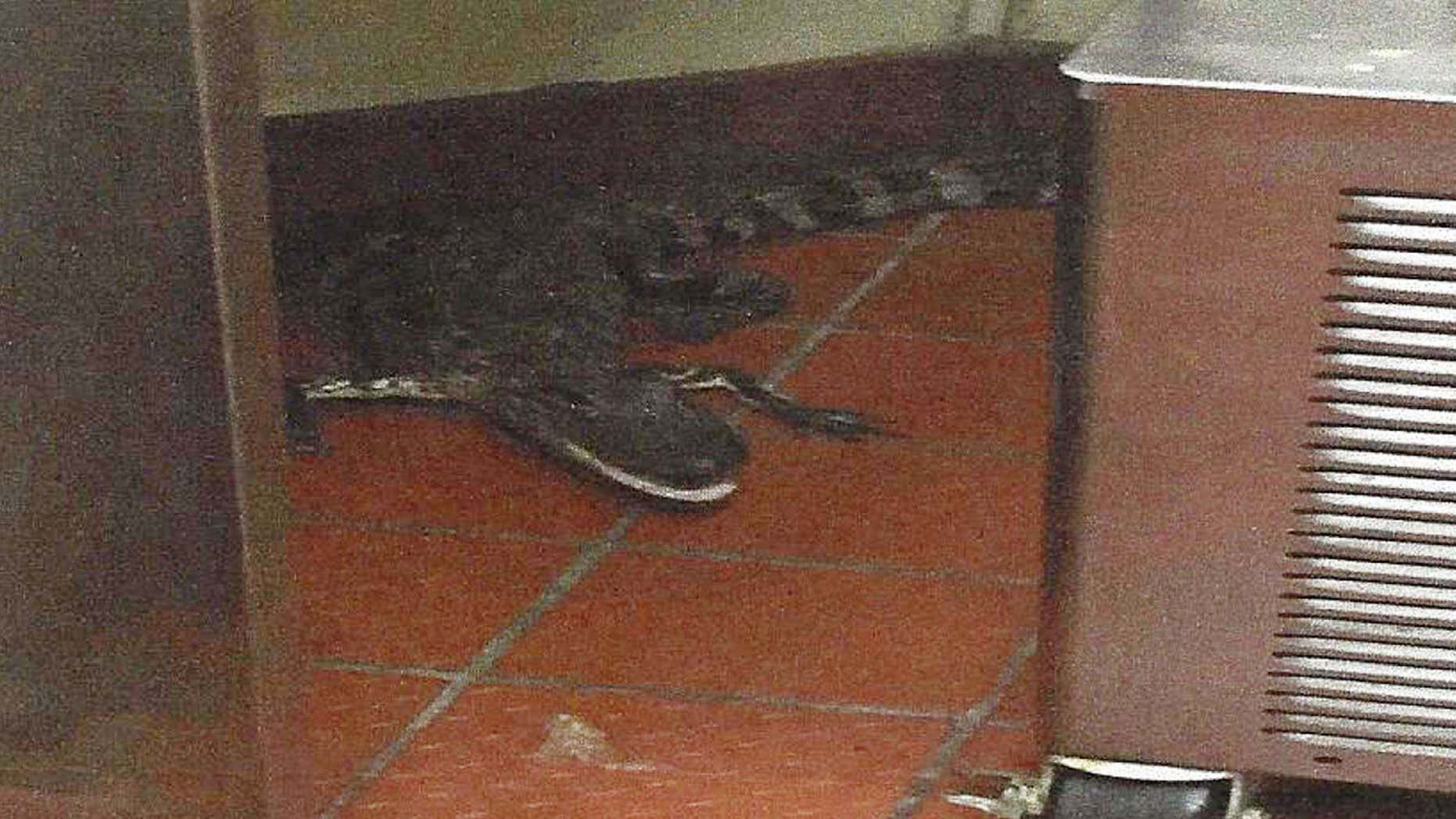 Thrown Alligator: Florida man arrested for hurling reptilian through drive-thru window