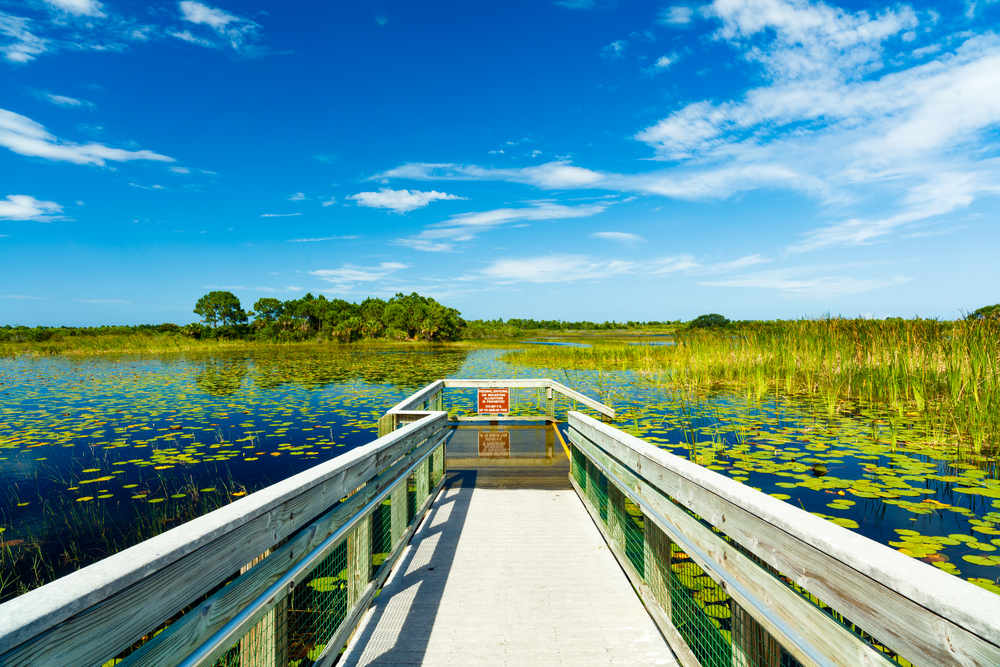 Navigating FWC Wildlife Laws