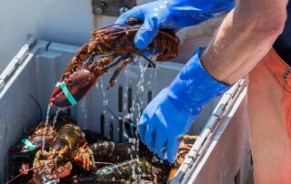 lobster mini season